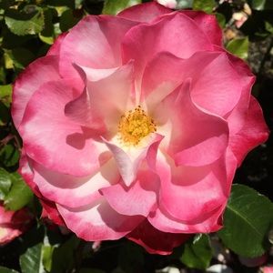 Meet your Posher, Emilee